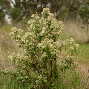 Olearia lirata at Belconnen, ACT - 15 Oct 2023