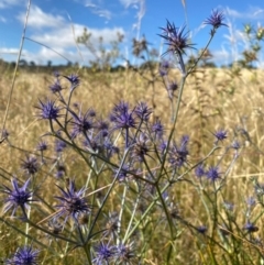Eryngium ovinum (Blue Devil) at Jerrabomberra, ACT - 15 Jan 2021 by KateI