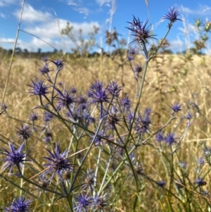 Eryngium ovinum at Jerrabomberra, ACT - 15 Jan 2021 08:55 AM