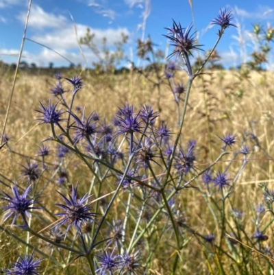 Eryngium ovinum (Blue Devil) at Jerrabomberra, ACT - 15 Jan 2021 by KateI