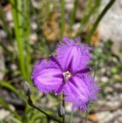 Thysanotus tuberosus (Common Fringe-lily) at Rendezvous Creek, ACT - 18 Dec 2020 by KateI