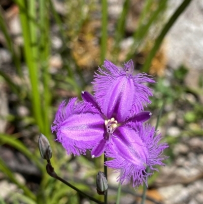 Thysanotus tuberosus (Common Fringe-lily) at Rendezvous Creek, ACT - 18 Dec 2020 by KateI