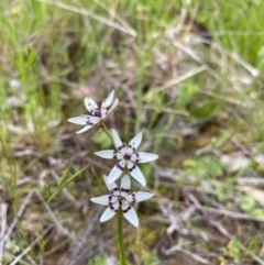 Wurmbea dioica subsp. dioica (Early Nancy) at Isaacs Ridge and Nearby - 20 Oct 2021 by KateI