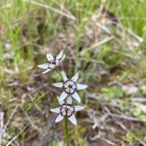 Wurmbea dioica subsp. dioica at Jerrabomberra, ACT - 21 Oct 2021