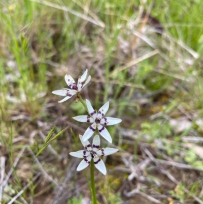 Wurmbea dioica subsp. dioica (Early Nancy) at Isaacs Ridge and Nearby - 20 Oct 2021 by KateI