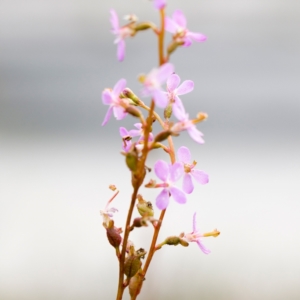 Stylidium sp. at Brunswick Heads, NSW - 15 Oct 2023