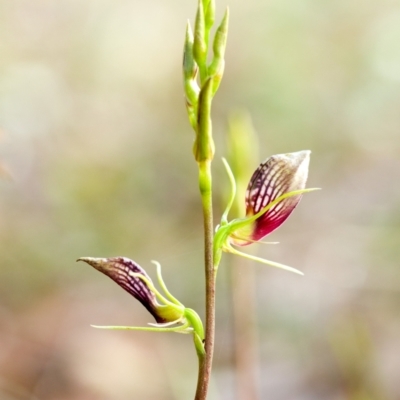 Cryptostylis erecta (Bonnet Orchid) at Wallum - 15 Oct 2023 by Nola