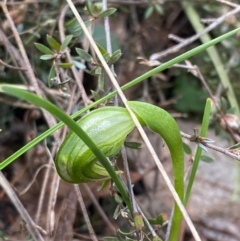 Pterostylis nutans (Nodding Greenhood) at Black Mountain - 17 Aug 2023 by KateI