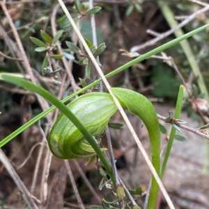 Pterostylis nutans at Canberra Central, ACT - suppressed