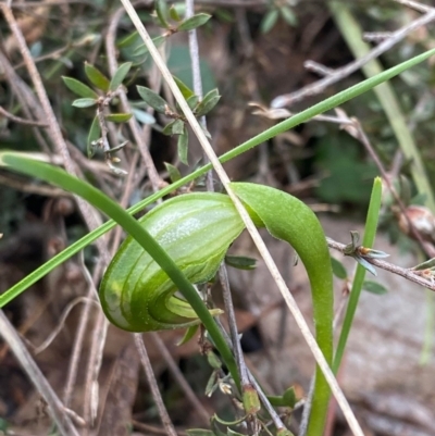 Pterostylis nutans (Nodding Greenhood) at Point 5204 - 17 Aug 2023 by KateI