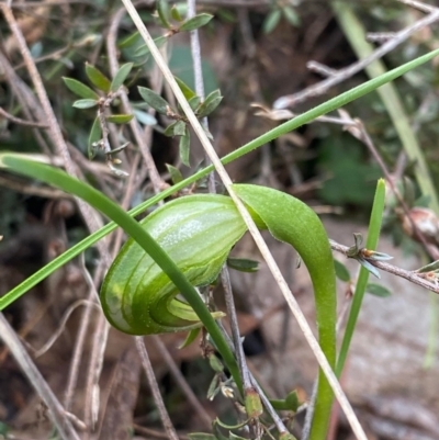 Pterostylis nutans (Nodding Greenhood) at Canberra Central, ACT - 17 Aug 2023 by KateI