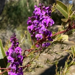 Hardenbergia violacea (False Sarsaparilla) at Tidbinbilla Nature Reserve - 9 Aug 2023 by KateI