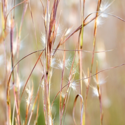 Andropogon virginicus (Whiskey Grass) at Wallum - 15 Oct 2023 by Nola