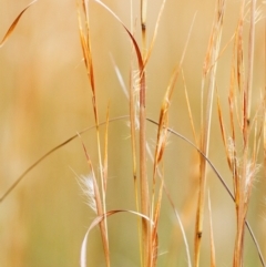 Andropogon virginicus at Brunswick Heads, NSW - 15 Oct 2023 12:09 PM