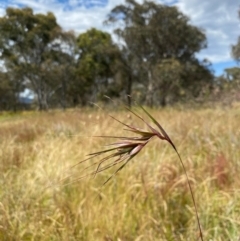 Themeda triandra (Kangaroo Grass) at Jerrabomberra, ACT - 15 Dec 2021 by KateI