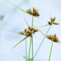 Cyperus polystachyos (Leafy Twig Rush, Bunchy Sedge) at Brunswick Heads, NSW - 15 Oct 2023 by Nola