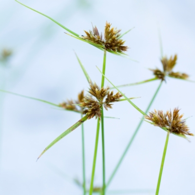 Cyperus polystachyos (Leafy Twig Rush, Bunchy Sedge) at Wallum - 15 Oct 2023 by Nola