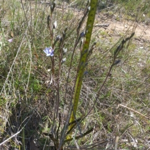 Thelymitra peniculata at Sutton, NSW - 10 Oct 2023