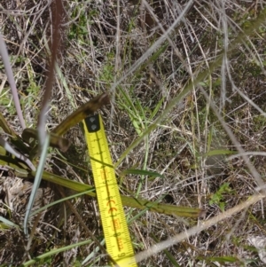 Thelymitra peniculata at Sutton, NSW - suppressed