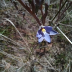 Thelymitra peniculata at Sutton, NSW - 10 Oct 2023