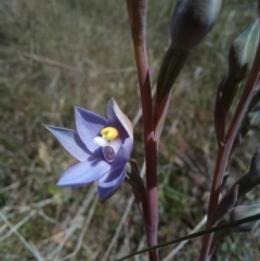 Thelymitra peniculata at Sutton, NSW - suppressed