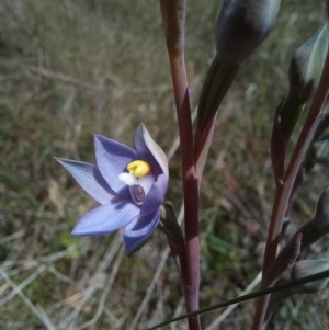 Thelymitra peniculata at Sutton, NSW - suppressed