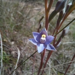 Thelymitra peniculata at Sutton, NSW - 10 Oct 2023