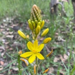 Bulbine bulbosa (Golden Lily, Bulbine Lily) at Isaacs Ridge Offset Area - 20 Oct 2021 by KateI