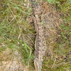 Pogona barbata (Eastern Bearded Dragon) at Ainslie volcanic grassland - 14 Oct 2023 by annmhare