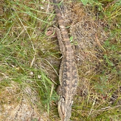 Pogona barbata (Eastern Bearded Dragon) at Ainslie volcanic grassland - 14 Oct 2023 by annmhare