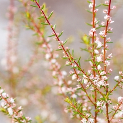 Leucopogon ericoides (Pink Beard-Heath) at Brunswick Heads, NSW - 15 Oct 2023 by Nola