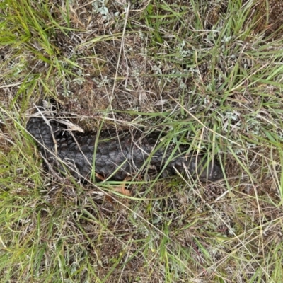 Tiliqua rugosa (Shingleback Lizard) at Ainslie volcanic grassland - 14 Oct 2023 by annmhare