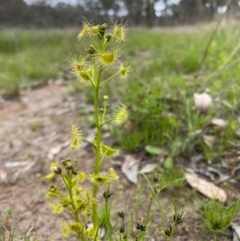 Drosera gunniana (Pale Sundew) at Jerrabomberra, ACT - 21 Oct 2021 by KateI