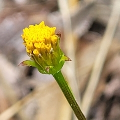 Bidens pilosa (Cobbler's Pegs, Farmer's Friend) at Holt, ACT - 15 Oct 2023 by trevorpreston