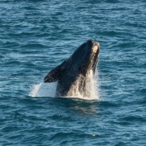 Eubalaena australis at Boyatup, WA - 19 Sep 2018