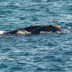 Eubalaena australis at Boyatup, WA - 19 Sep 2018 12:38 PM