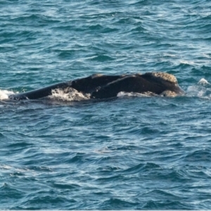 Eubalaena australis at Boyatup, WA - 19 Sep 2018