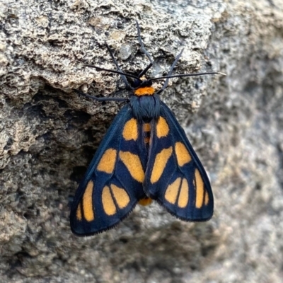 Amata (genus) (Handmaiden Moth) at Tuggeranong, ACT - 12 Nov 2020 by KateI