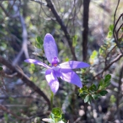 Glossodia major (Wax Lip Orchid) at Paddys River, ACT - 28 Oct 2022 by KateI