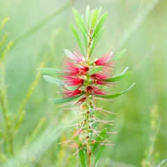 Melaleuca pachyphylla (Wallum Bottlebrush) at Brunswick Heads, NSW - 15 Oct 2023 by Nola