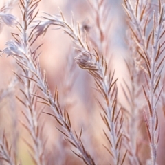 Unverified Plant at Brunswick Heads, NSW - 15 Oct 2023 by Nola