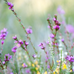 Boronia falcifolia (Wallum Boronia) at Brunswick Heads, NSW - 15 Oct 2023 by Nola