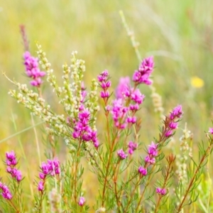 Boronia falcifolia at Brunswick Heads, NSW - 15 Oct 2023