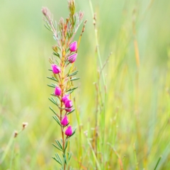 Boronia falcifolia at Brunswick Heads, NSW - 15 Oct 2023