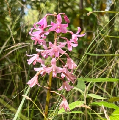 Dipodium roseum (Rosy Hyacinth Orchid) at Tidbinbilla Nature Reserve - 15 Feb 2023 by KateI