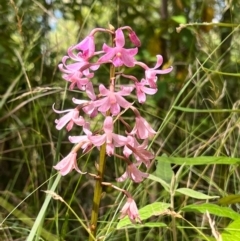 Dipodium roseum (Rosy Hyacinth Orchid) at Tidbinbilla Nature Reserve - 15 Feb 2023 by KateI