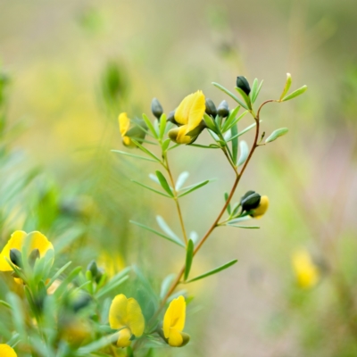 Gompholobium virgatum (Leafy Wedge Pea) at Wallum - 15 Oct 2023 by Nola