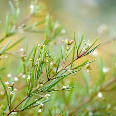 Zieria laxiflora (Wallum Zieria) at Wallum - 15 Oct 2023 by Nola