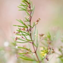 Zieria laxiflora at Brunswick Heads, NSW - 15 Oct 2023 01:30 PM