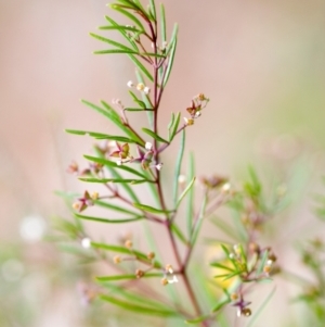 Zieria laxiflora at Brunswick Heads, NSW - 15 Oct 2023